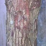 Chrysophyllum cainito Corteza