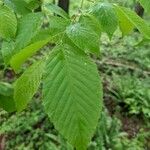 Ostrya virginiana Leaf