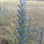 Echium vulgareBloem