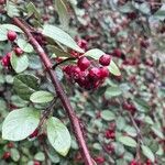 Cotoneaster pannosus 果