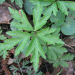 Anemone nemorosa ᱥᱟᱠᱟᱢ