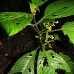 Notopleura capacifolia Hoja