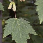 Acer glabrum Blatt