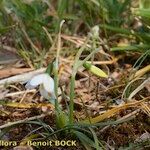 Acis fabrei Habit