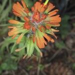 Castilleja hispida Floare