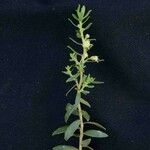 Baccharis dracunculifolia Frunză