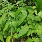 Euonymus verrucosus Leaf