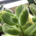 Cotyledon tomentosaFulla