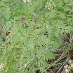 Conium maculatum Leaf