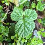 Rubus radicans