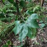 Pyrus pyrifolia Blad