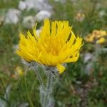Hieracium villosum Flower
