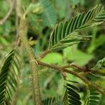 Aeschynomene rudis Hoja