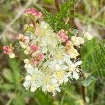 Filipendula vulgaris Кветка