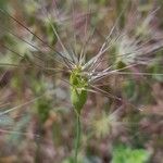 Aegilops geniculata Blomst