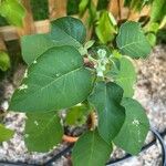 Solanum abutiloides Blatt