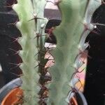 Euphorbia greenwayi Hoja