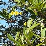 Gelsemium sempervirens Flower