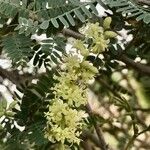 Prosopis koelziana Flower