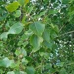 Populus nigraЛист