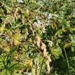 Bromus secalinus Flors