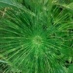 Equisetum telmateia Hoja