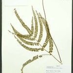 Lindsaea portoricensis