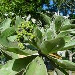 Heliotropium arboreum Habit