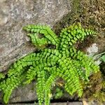 Asplenium trichomanesLeaf