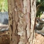 Juniperus squamata Bark