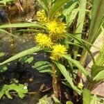 Lysimachia thyrsiflora Habit