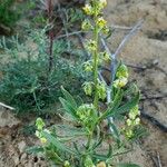 Reseda arabica Muu