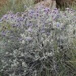 Salvia dorrii Habit