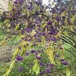 Callicarpa americana 果