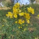 Senna auriculata Leaf