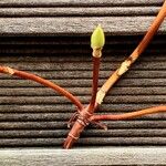 Cornus alternifolia 其他