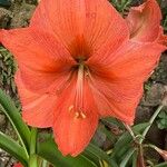 Hippeastrum puniceum Floare