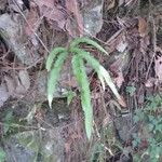 Pteris cretica Rinde