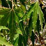 Platanus gentryiFeuille