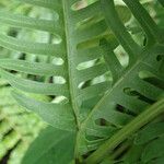 Pteris linearis Leaf