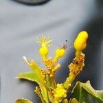 Hugonia oreogena Квітка