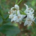 Ligustrum vulgareപുഷ്പം