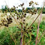 Chaerophyllum bulbosum Плод