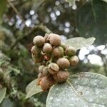 Monimia rotundifolia Fruit