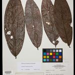 Duguetia megalocarpa List