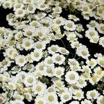 Achillea ptarmica 整株植物