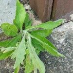 Erigeron floribundus Fuelha