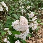 Kalmia latifolia花