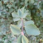 Spiraea trilobata Folha