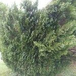 Platycladus orientalis عادت داشتن